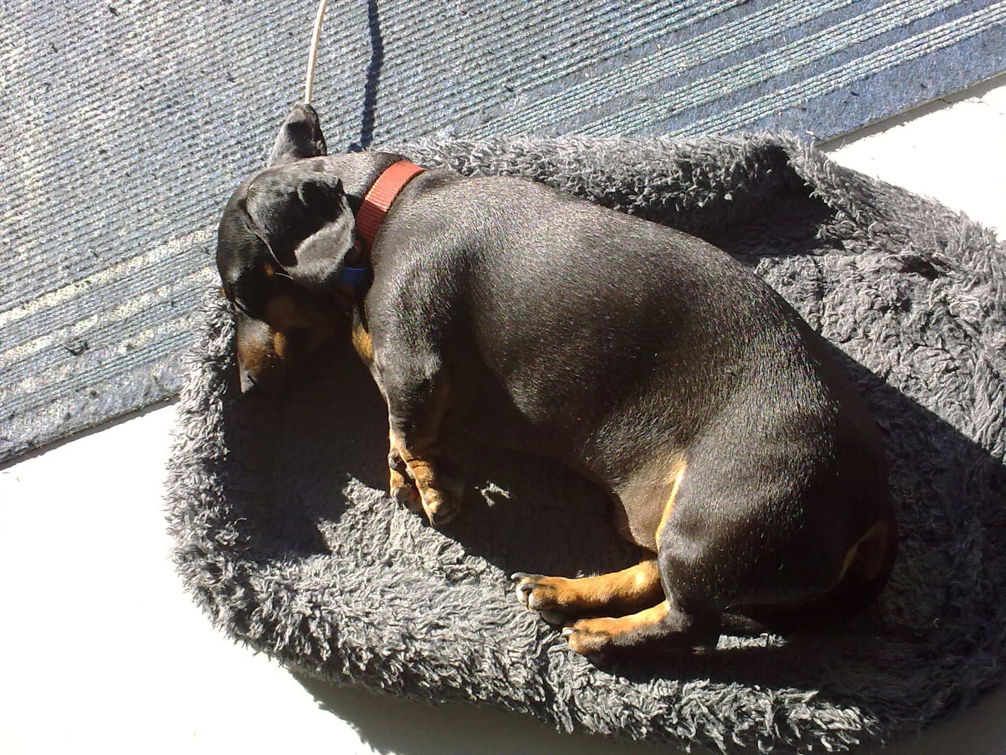Dogs life