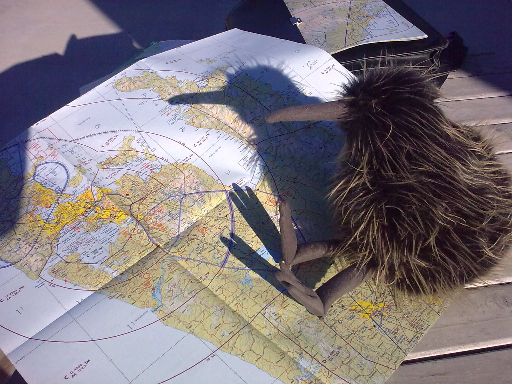 Flying Kiwi