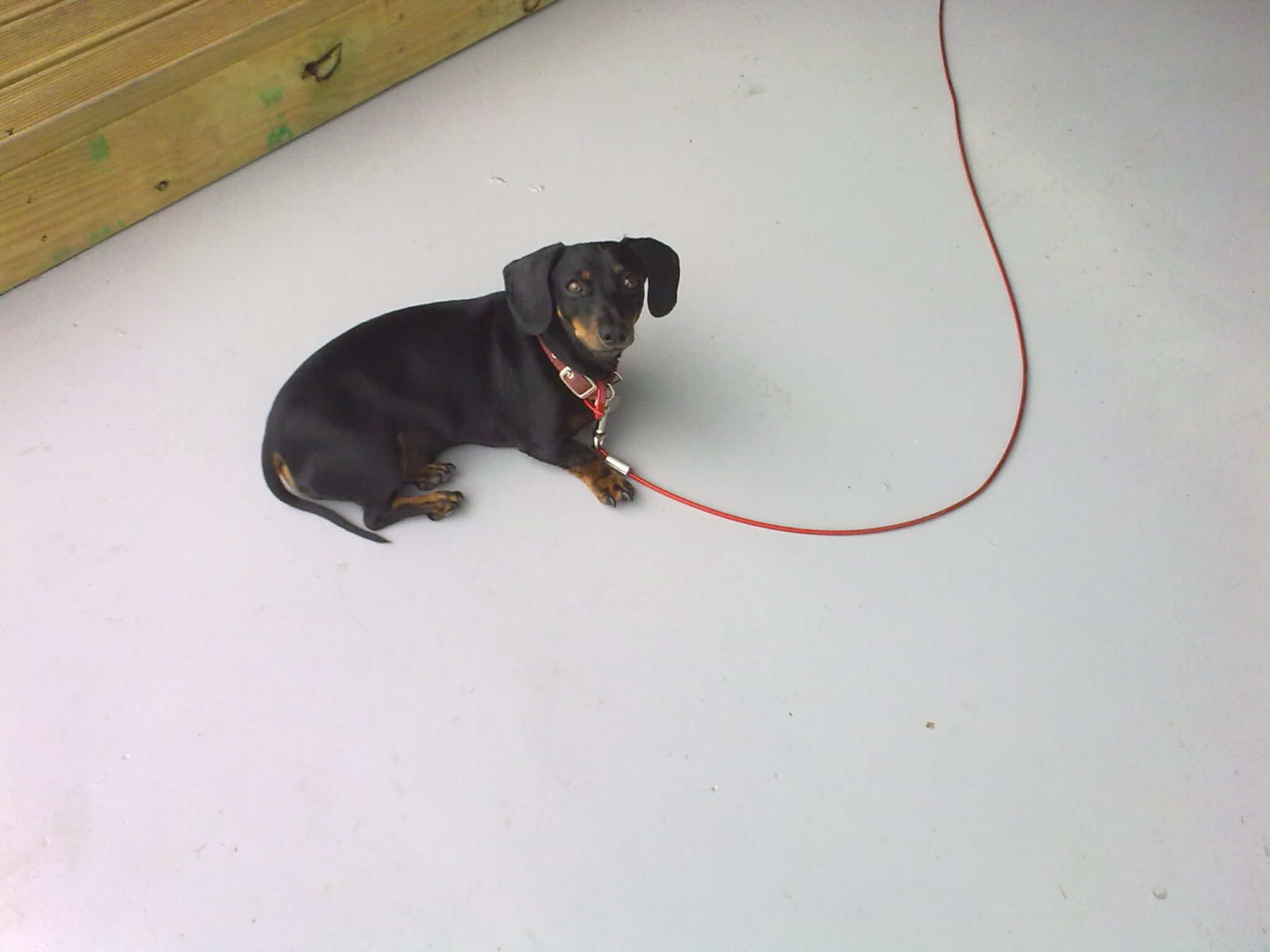 Return of the Rat-dog